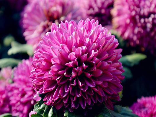 長春菊商標注冊哪一類?