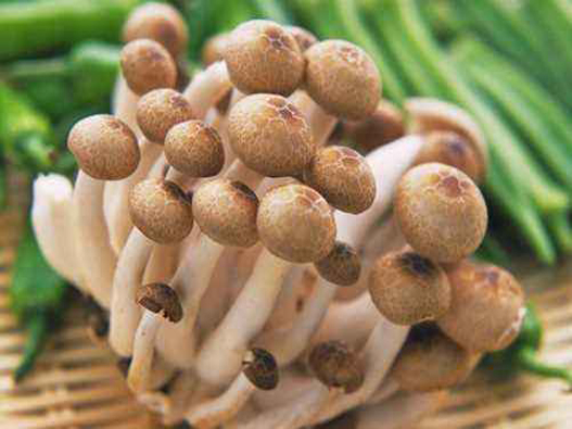 草菇商標(biāo)注冊哪一類?