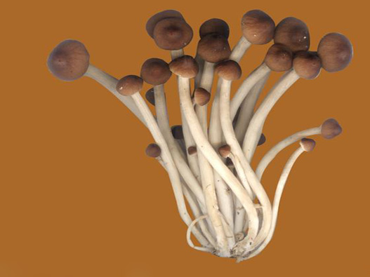 茶樹菇商標(biāo)注冊哪一類?