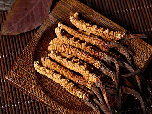 蟲草商標注冊要多少費用?