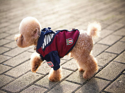 寵物衣服商標注冊的步驟有哪些?