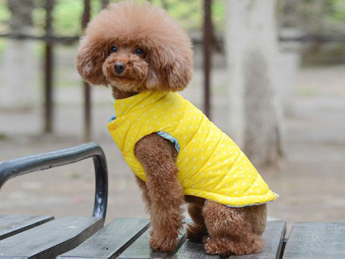 注冊寵物衣服商標