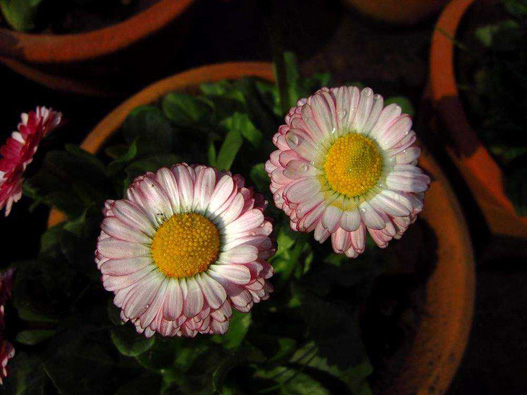 翠菊商標注冊哪一類?