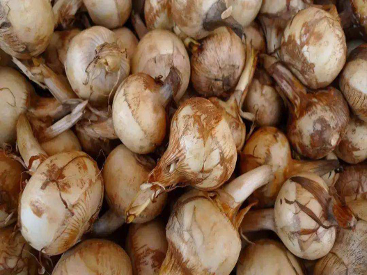 慈姑商標(biāo)注冊哪一類?