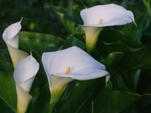 慈茹花商標(biāo)注冊(cè)哪一類?