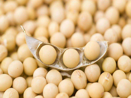 大豆種子商標注冊哪一類?