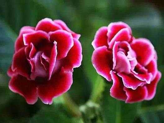 大巖桐商標(biāo)注冊(cè)哪一類?