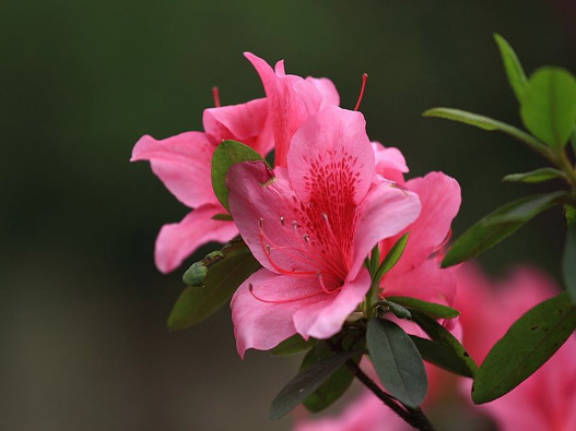 杜鵑花商標注冊哪一類?