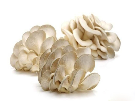 鳳尾菇商標(biāo)注冊哪一類?