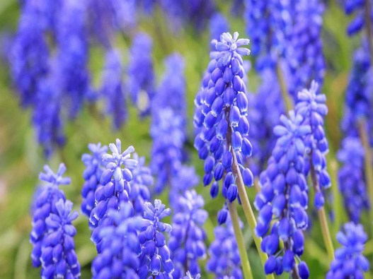 風(fēng)信子商標(biāo)注冊(cè)哪一類?