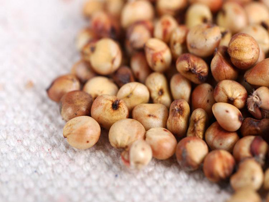 高粱種子商標注冊哪一類?