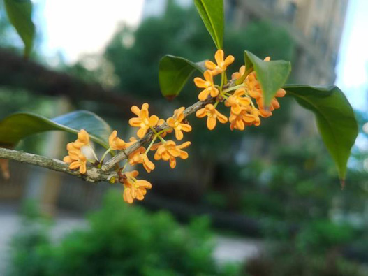 桂花商標注冊哪一類?