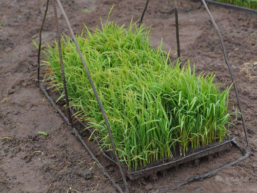 谷子苗商標注冊哪一類?