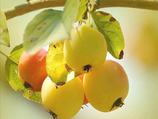 海棠果商標(biāo)注冊(cè)哪一類?