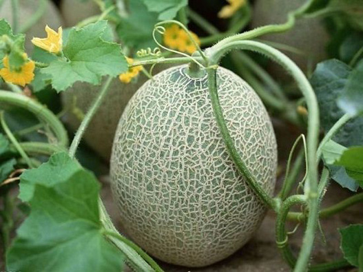 哈密瓜商標注冊的步驟有哪些？