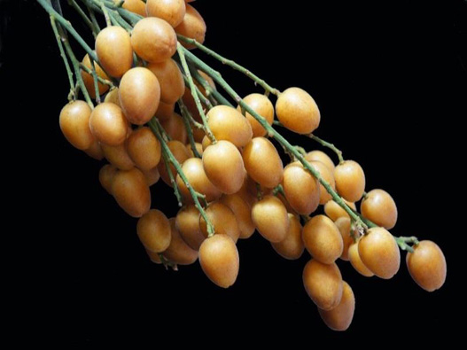 黃皮罐頭商標(biāo)注冊(cè)屬于哪一類?