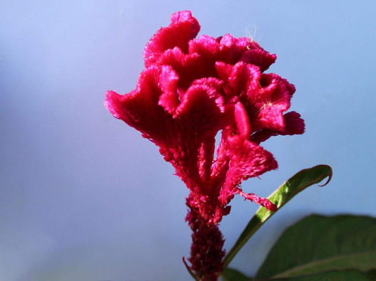 雞冠花商標注冊哪一類?