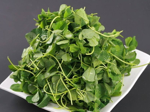 金花菜商標(biāo)注冊哪一類?