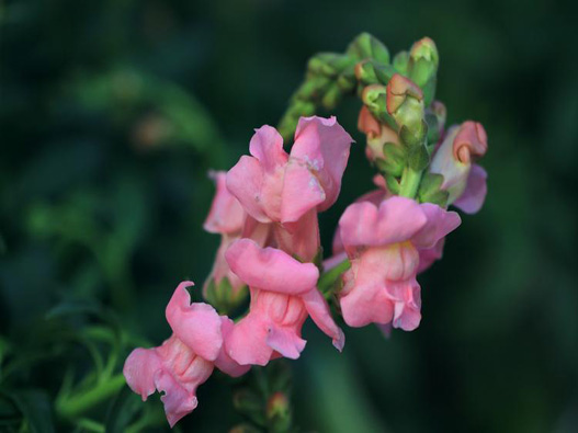 金魚草商標(biāo)注冊(cè)哪一類?