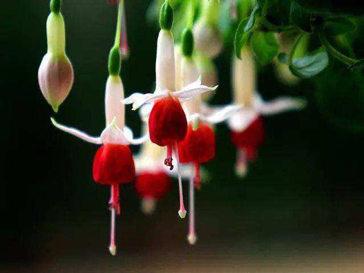 金鐘花商標(biāo)注冊(cè)哪一類?