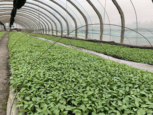 辣椒苗商標注冊哪一類?