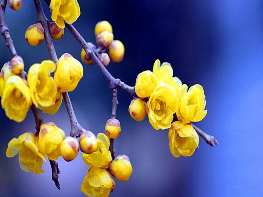 臘梅商標注冊哪一類?