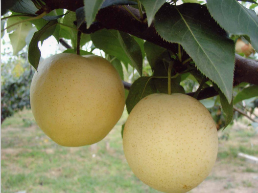 梨商標(biāo)注冊(cè)的材料是什么?