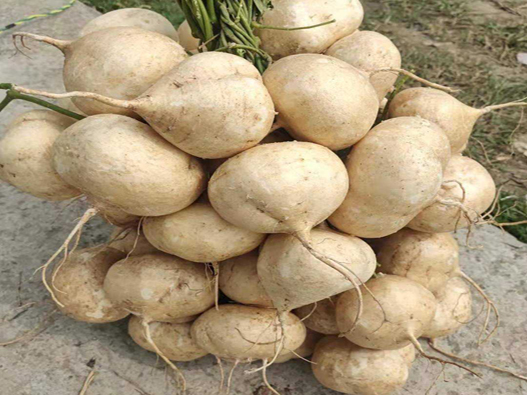 涼薯商標注冊屬于哪一類?