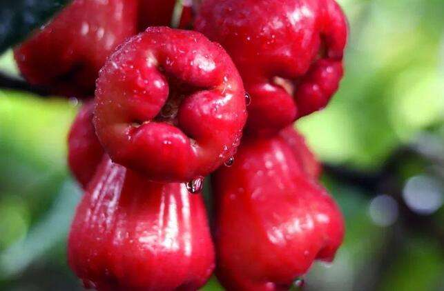 蓮霧商標注冊的流程是什么？