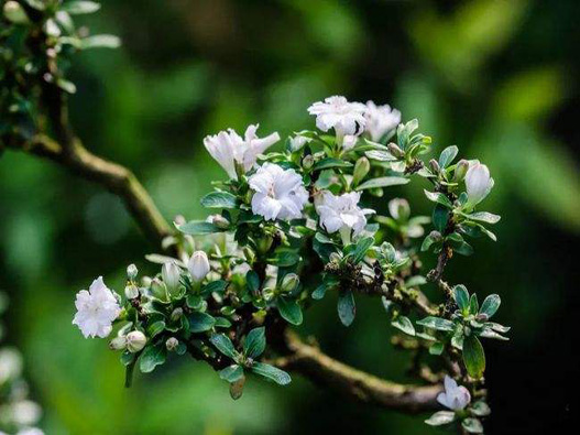 六月雪商標注冊哪一類?