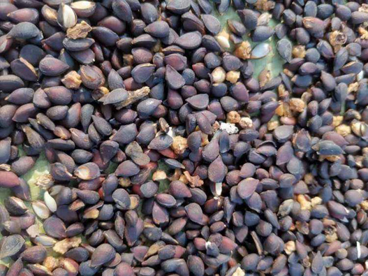 梨樹種子商標注冊哪一類?