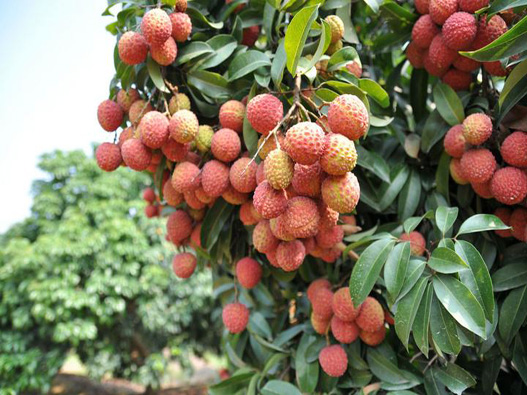 注冊(cè)荔枝商標(biāo)