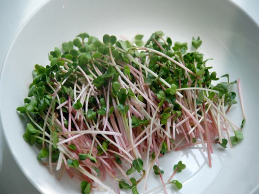 蘿卜芽商標注冊哪一類？