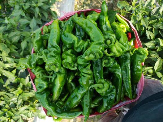 螺絲椒商標(biāo)注冊哪一類?