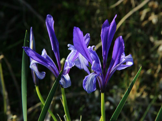 馬蘭花商標(biāo)注冊(cè)哪一類?