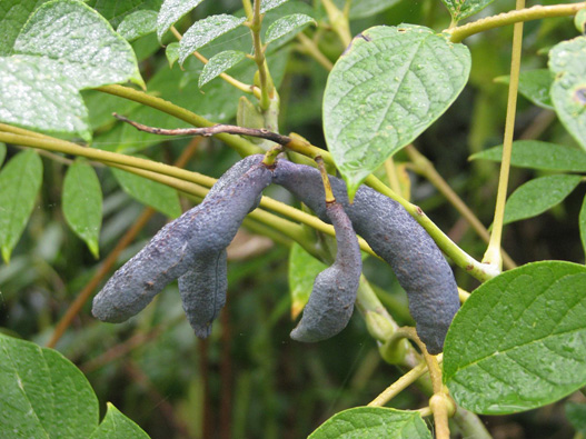 貓屎瓜商標注冊屬于哪一類？