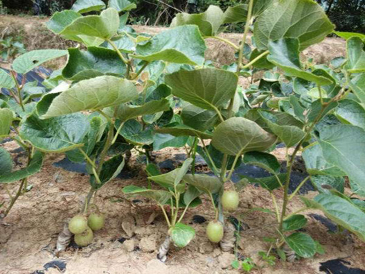 獼猴桃苗商標注冊哪一類?