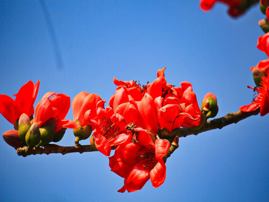 木棉花商標(biāo)注冊(cè)哪一類?