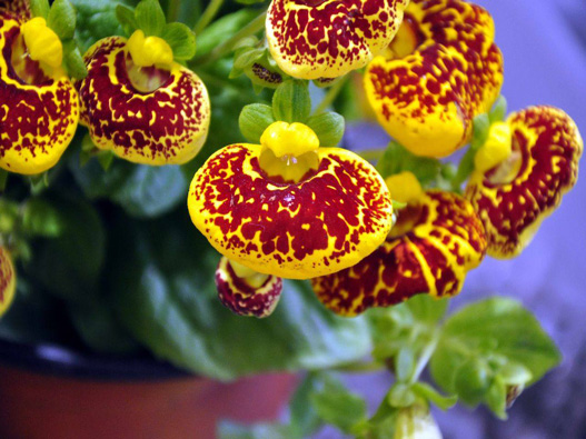 蒲包花商標注冊哪一類?