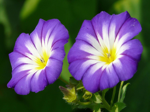 牽牛花商標注冊哪一類?