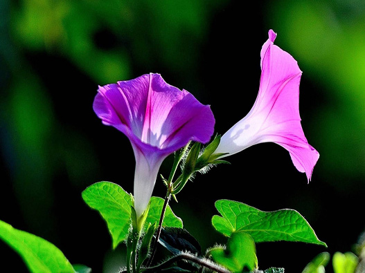牽牛花
