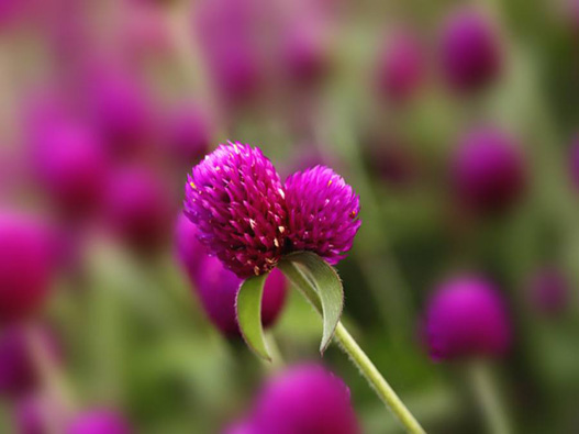 千日紅商標(biāo)注冊(cè)哪一類?