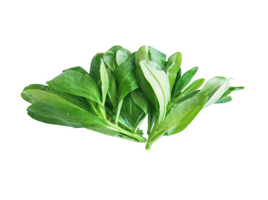 人參菜商標(biāo)注冊哪一類?