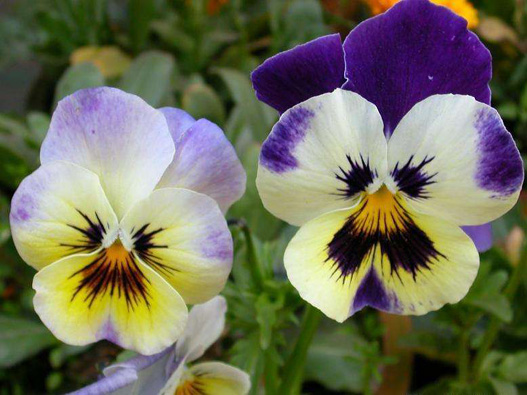 三色堇商標(biāo)注冊(cè)哪一類?