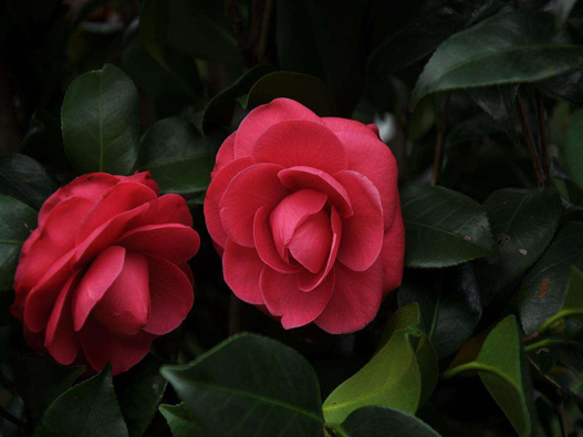 山茶花商標(biāo)注冊(cè)哪一類?