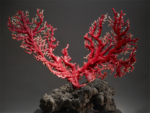 珊瑚商標注冊的步驟有哪些？