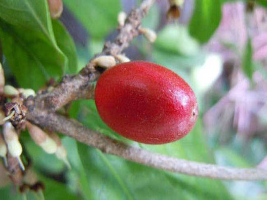 神秘果商標注冊屬于哪一類？