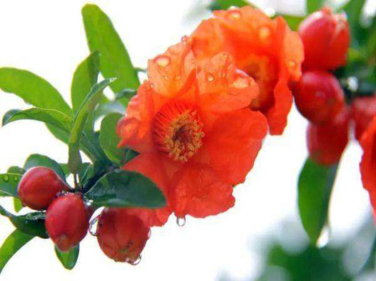 石榴花商標注冊哪一類?