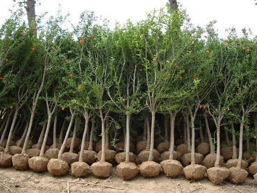 石榴樹種子商標注冊哪一類?