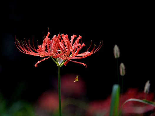 石蒜花商標(biāo)注冊(cè)哪一類?